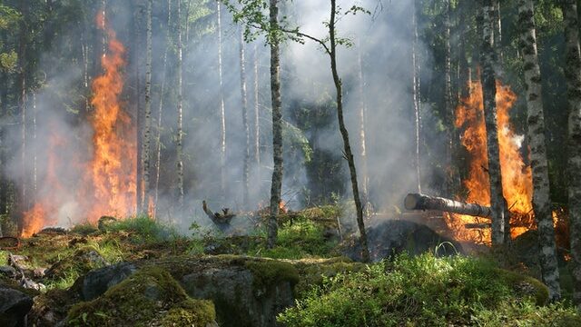 forest fire